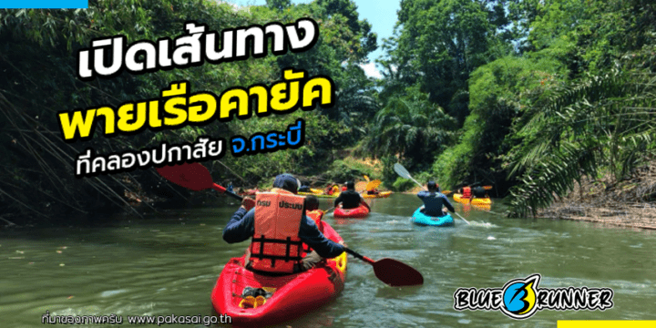 เปิดเส้นทางพายเรือคายัคและเรือแคนู ที่คลองปกาสัย จ.กระบี่