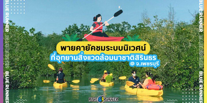 พายเรือคายัคชมระบบนิเวศน์ ที่อุทยานสิ่งแวดล้อมนาชาติสิรินธร ชะอำ จ.เพชรบุรี